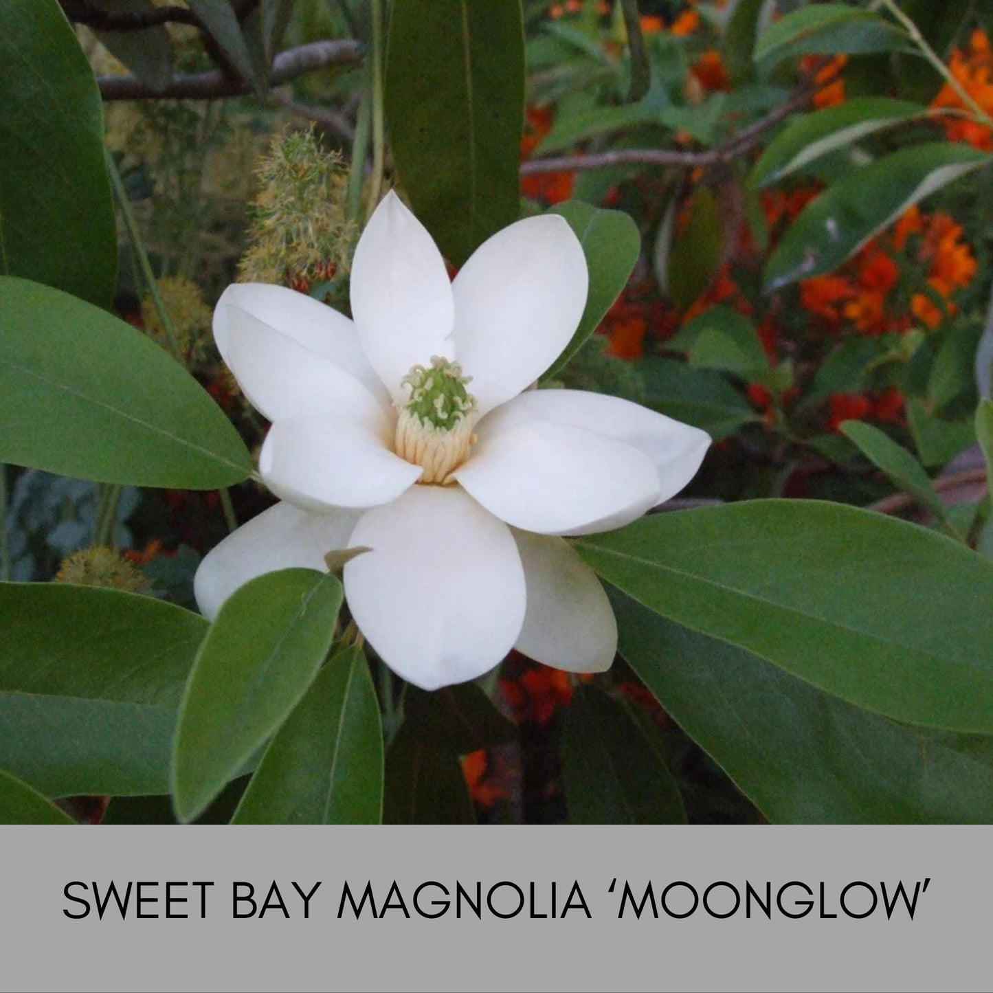SWEET BAY MAGNOLIA, Native Tree, Cold Hardy Plant, Large White Flowers, 4 Feet Tall Tree, Low Maintenance Landscape Tree, Great Gift Tree
