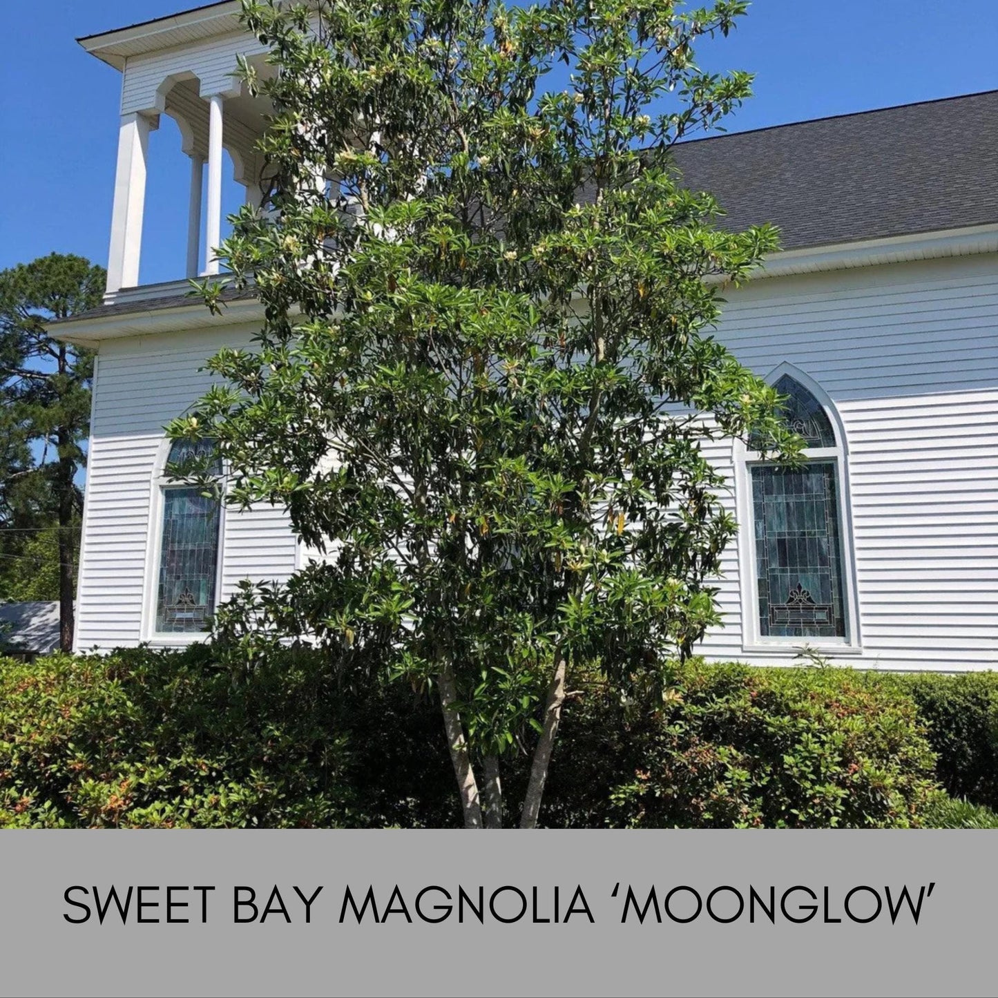 SWEET BAY MAGNOLIA, Native Tree, Cold Hardy Plant, Large White Flowers, 4 Feet Tall Tree, Low Maintenance Landscape Tree, Great Gift Tree