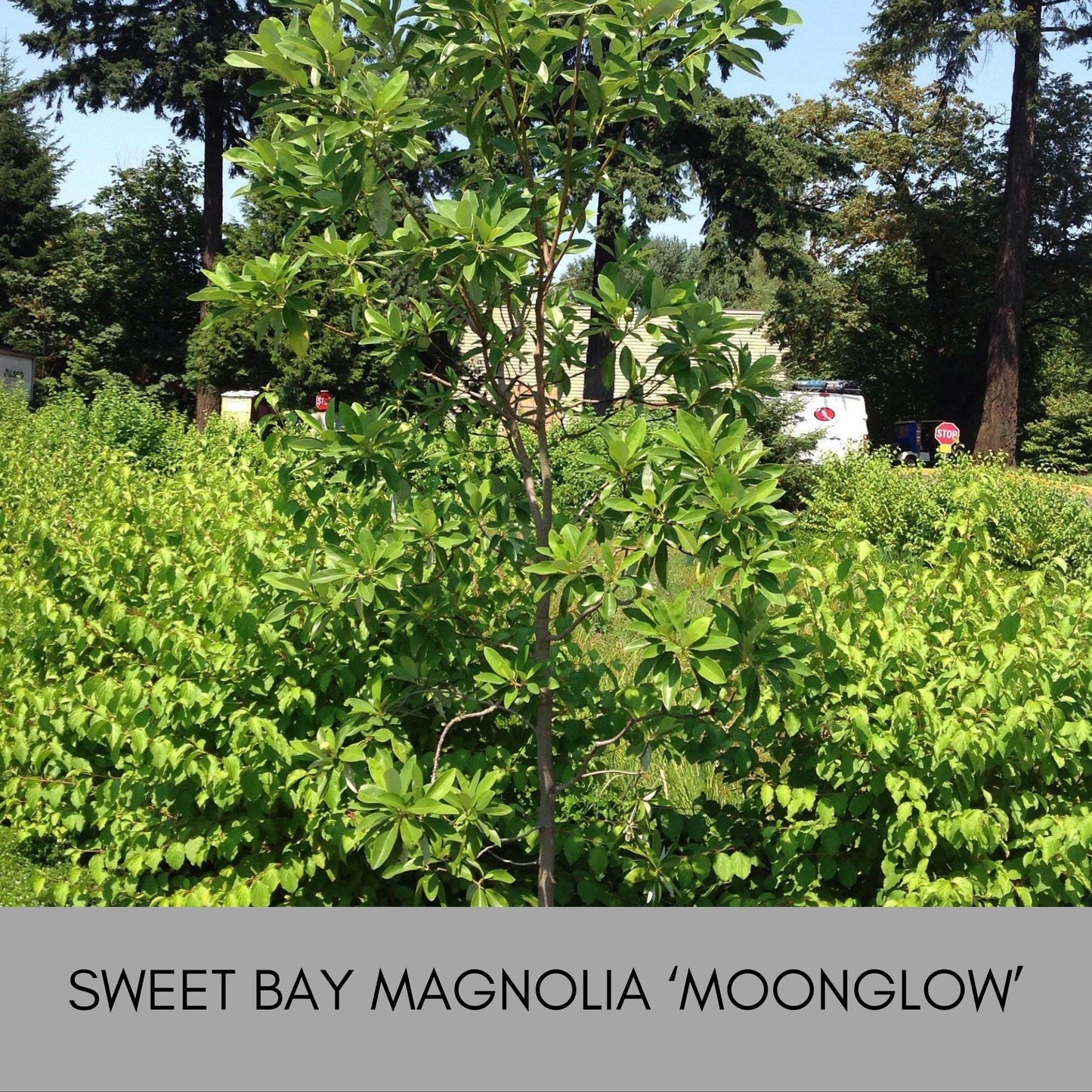 SWEET BAY MAGNOLIA, Native Tree, Cold Hardy Plant, Large White Flowers, 4 Feet Tall Tree, Low Maintenance Landscape Tree, Great Gift Tree