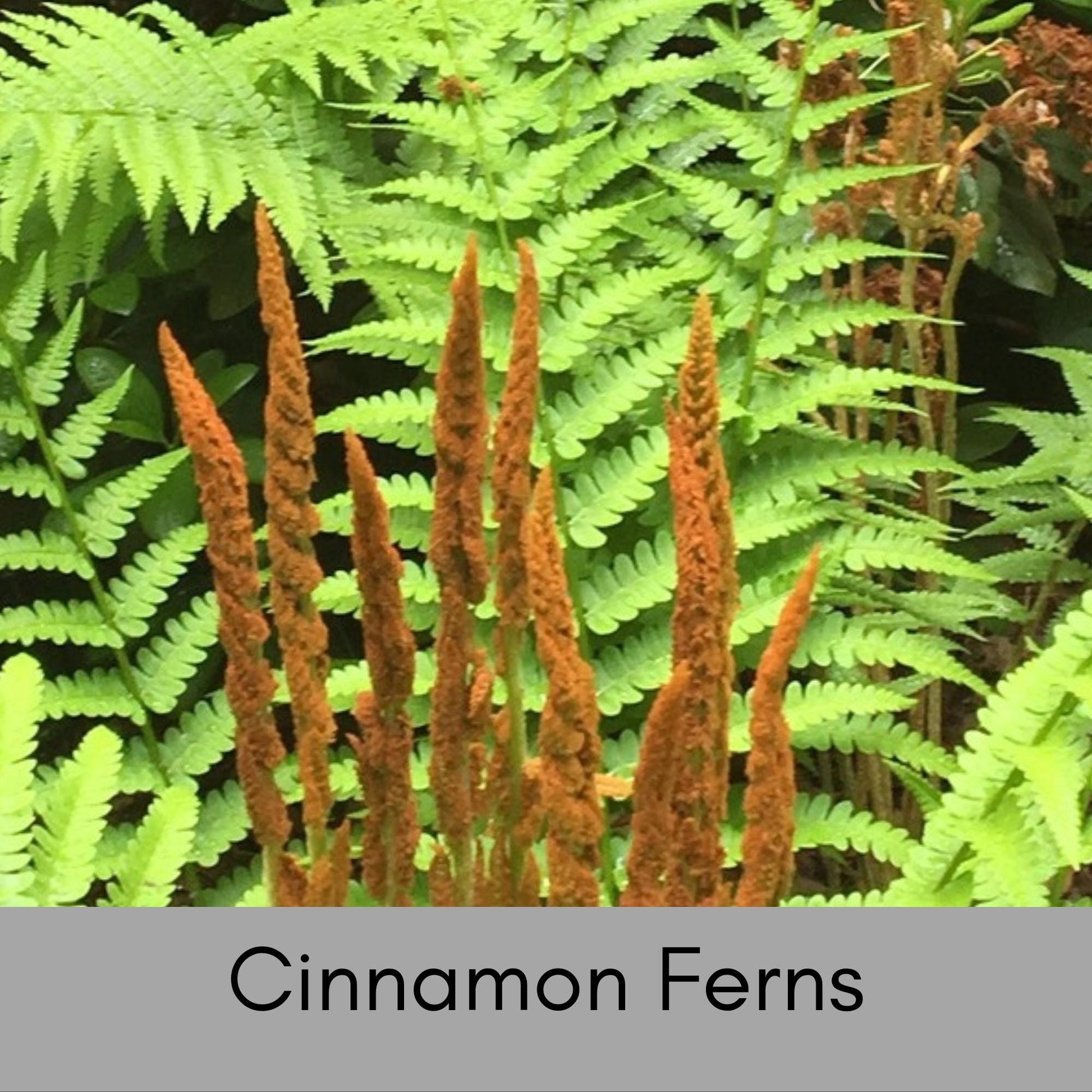 CINNAMON FERNS, 1 Quart Size Plant, Fast Growing, gift for her garden, Perfect for Gardens, easy to grow, plant lover Gift, pretty plant