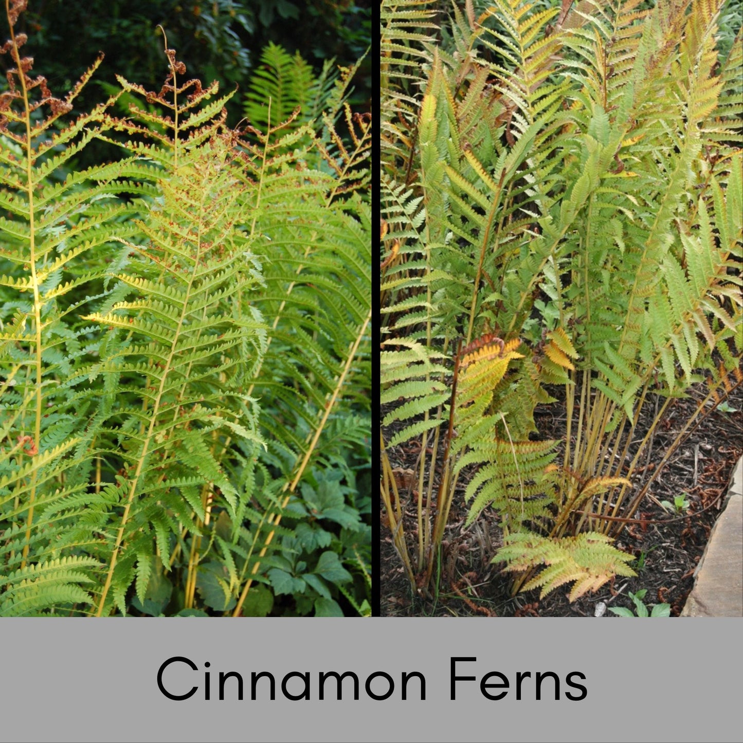 CINNAMON FERNS, 1 Quart Size Plant, Fast Growing, gift for her garden, Perfect for Gardens, easy to grow, plant lover Gift, pretty plant