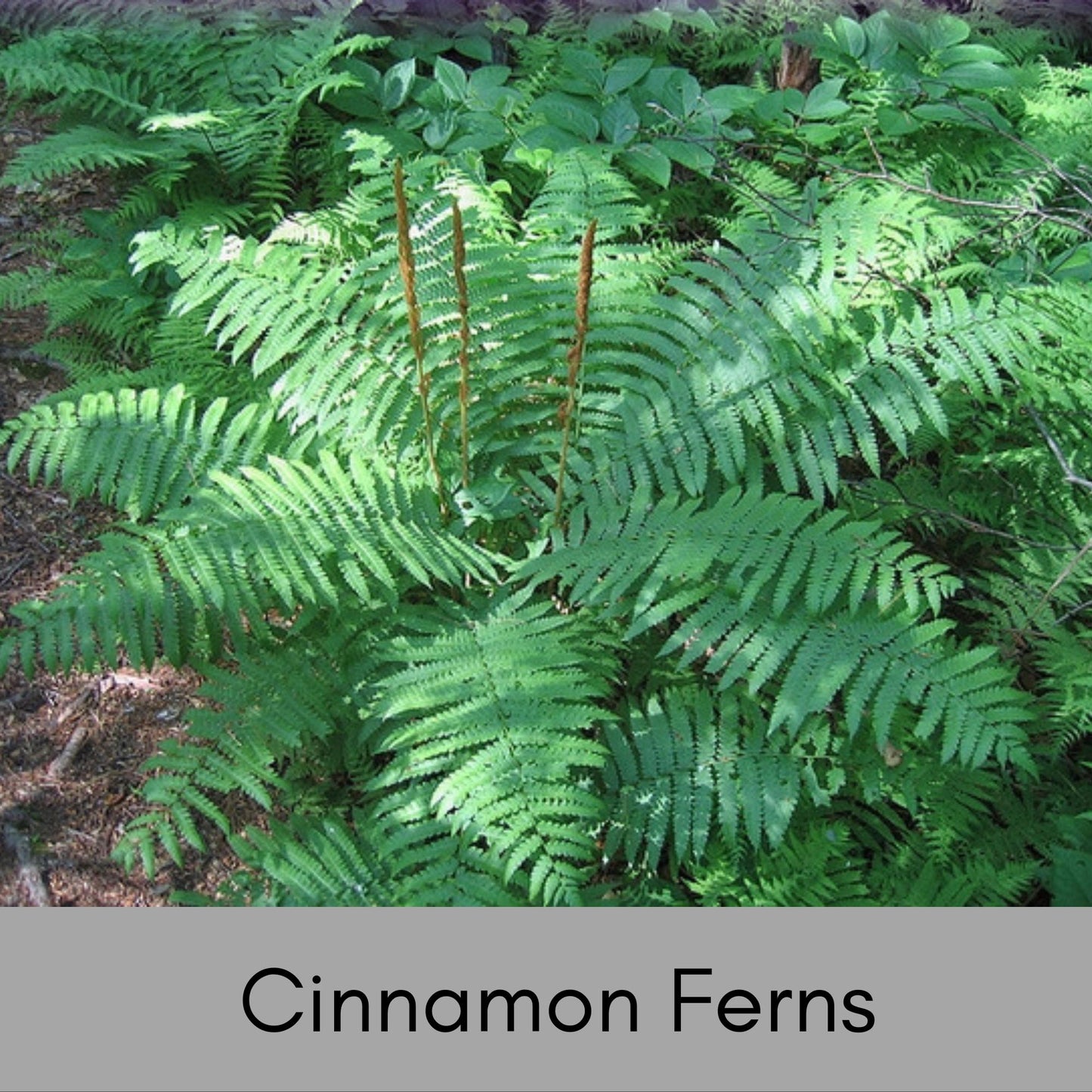 CINNAMON FERNS, 1 Quart Size Plant, Fast Growing, gift for her garden, Perfect for Gardens, easy to grow, plant lover Gift, pretty plant