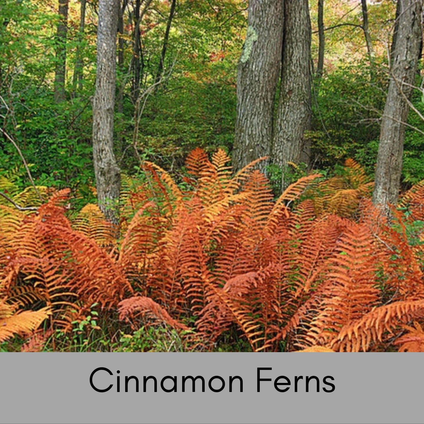 CINNAMON FERNS, 1 Quart Size Plant, Fast Growing, gift for her garden, Perfect for Gardens, easy to grow, plant lover Gift, pretty plant