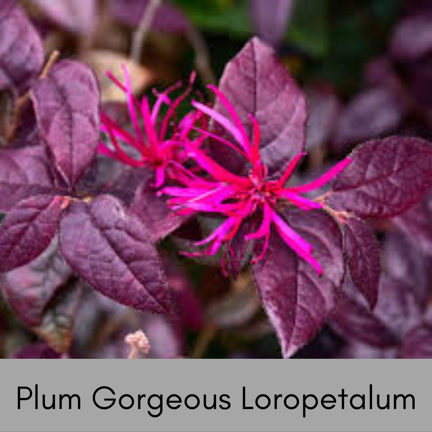 Plum Gorgeous Loropetalum, Easy and Fast Growing Plant, Disease and Deer Resistant, Evergreen Shrub, Pink Flowers, Purple Leaf, Garden Gift