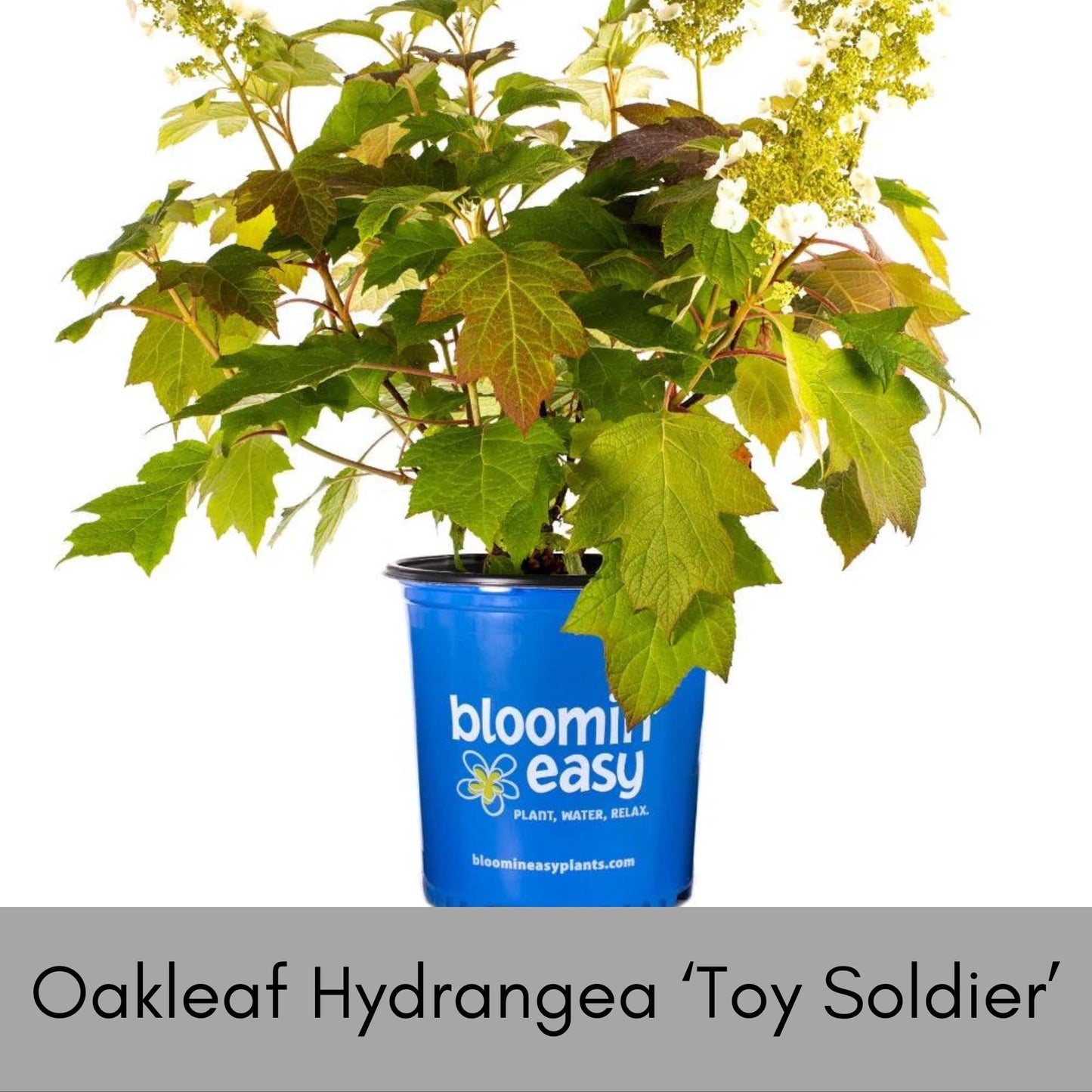 Oakleaf Hydrangea, Great Fall Color, Butterfly Magnet, Pee Gee Hydrangea, trending now flower, plant lover Gift, pretty plant, native plants