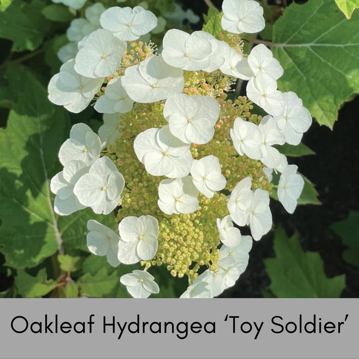 Oakleaf Hydrangea, Great Fall Color, Butterfly Magnet, Pee Gee Hydrangea, trending now flower, plant lover Gift, pretty plant, native plants