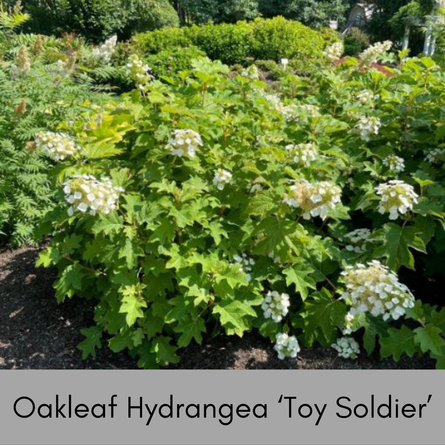Oakleaf Hydrangea, Great Fall Color, Butterfly Magnet, Pee Gee Hydrangea, trending now flower, plant lover Gift, pretty plant, native plants