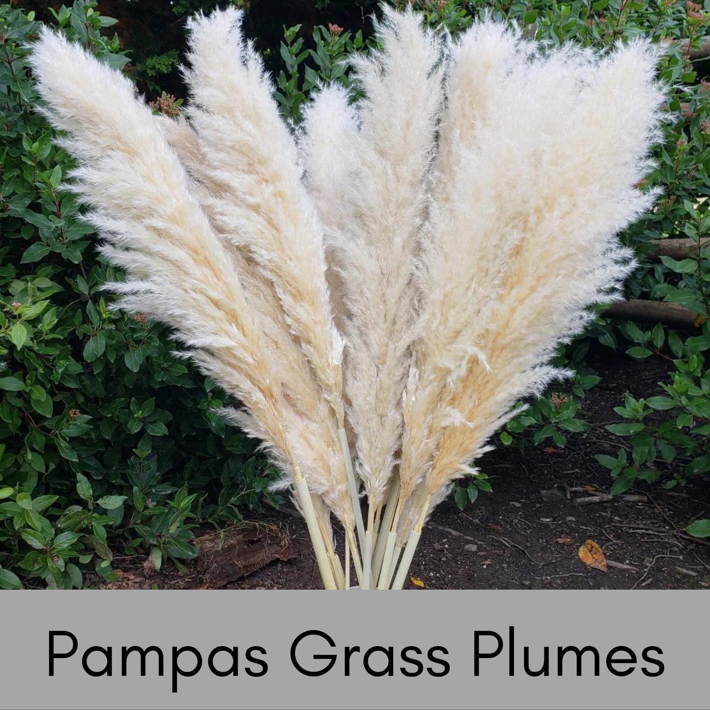 PAMPAS GRASS, 1 Gallon Size Plant, Grass Plumes, Large Perennial Grass, Drought Tolerant, Easy to Grow Plant Gift, Free Shipping!