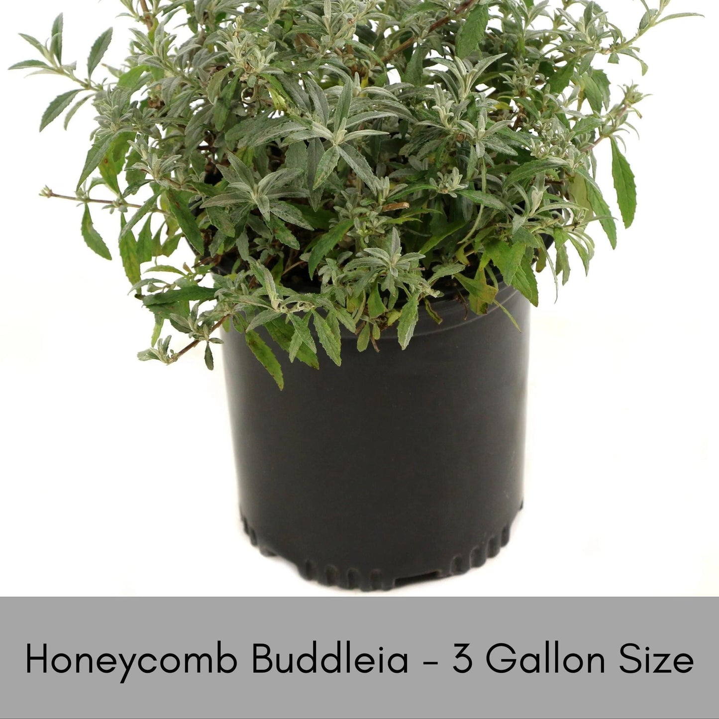 HONEYCOMB BUTTERFLY BUSH, Yellow Flowers, Bee Friendly, Pollinator, Budleia, Drought Tolerant, Sun Loving Perennial Shrub, Fast Growing