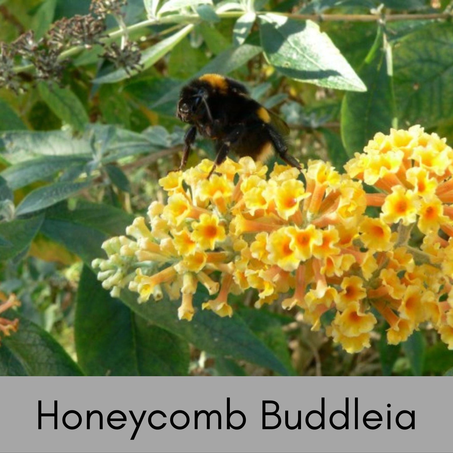 HONEYCOMB BUTTERFLY BUSH, Yellow Flowers, Bee Friendly, Pollinator, Budleia, Drought Tolerant, Sun Loving Perennial Shrub, Fast Growing