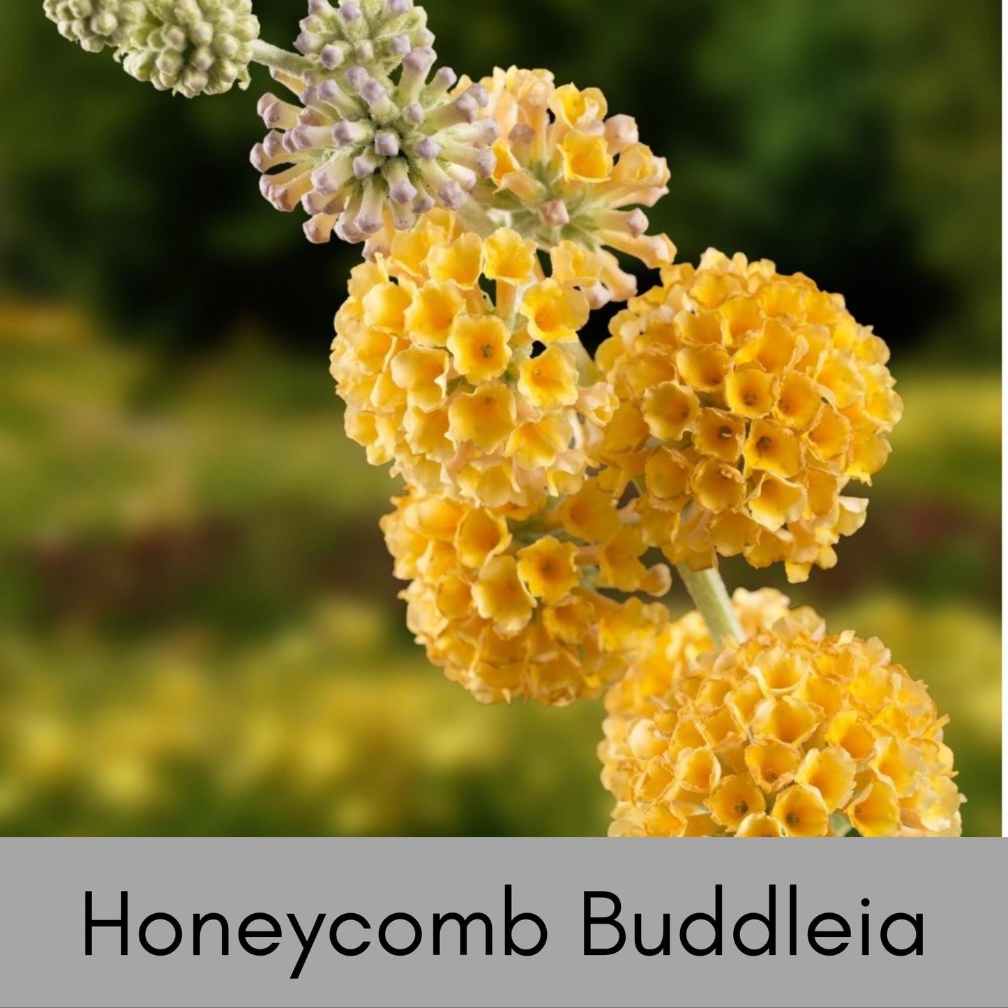 HONEYCOMB BUTTERFLY BUSH, Yellow Flowers, Bee Friendly, Pollinator, Budleia, Drought Tolerant, Sun Loving Perennial Shrub, Fast Growing