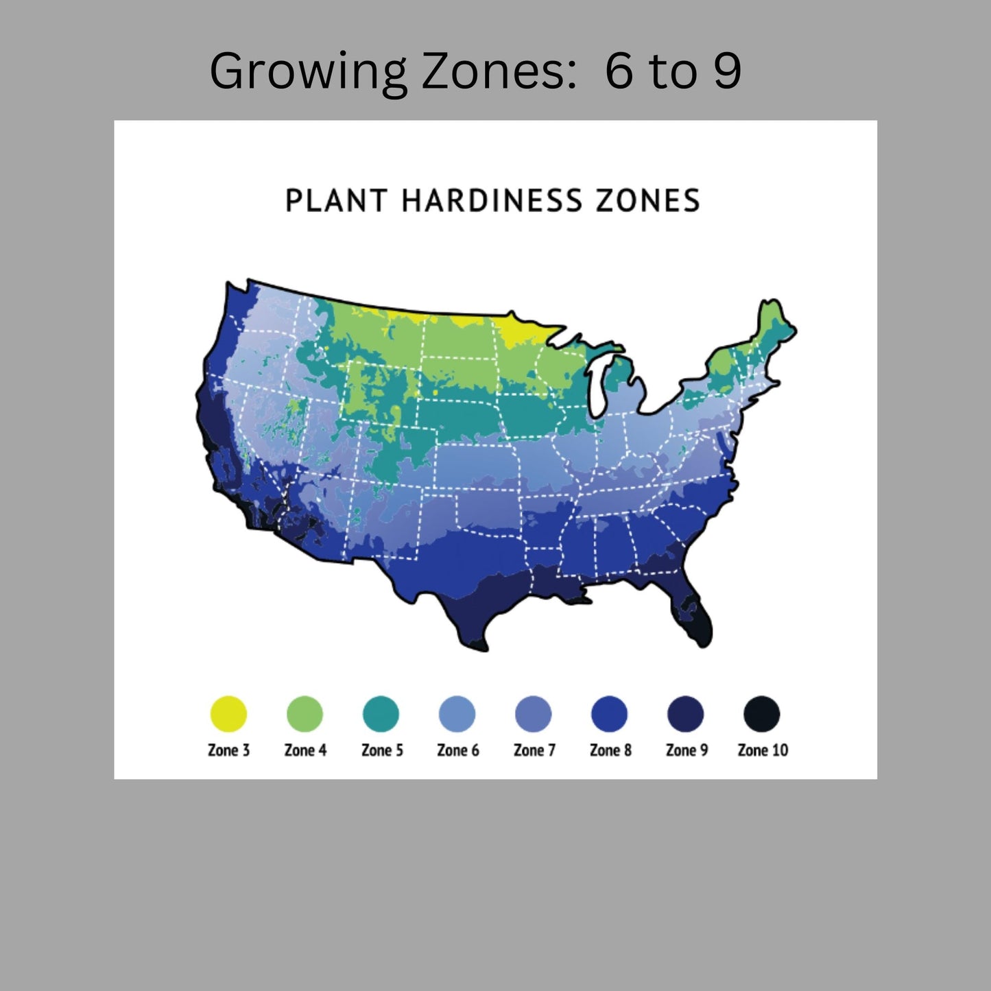 Native AMERICAN HOLLY - 2' TO 3' Feet Tall - 3 Gallon Plant