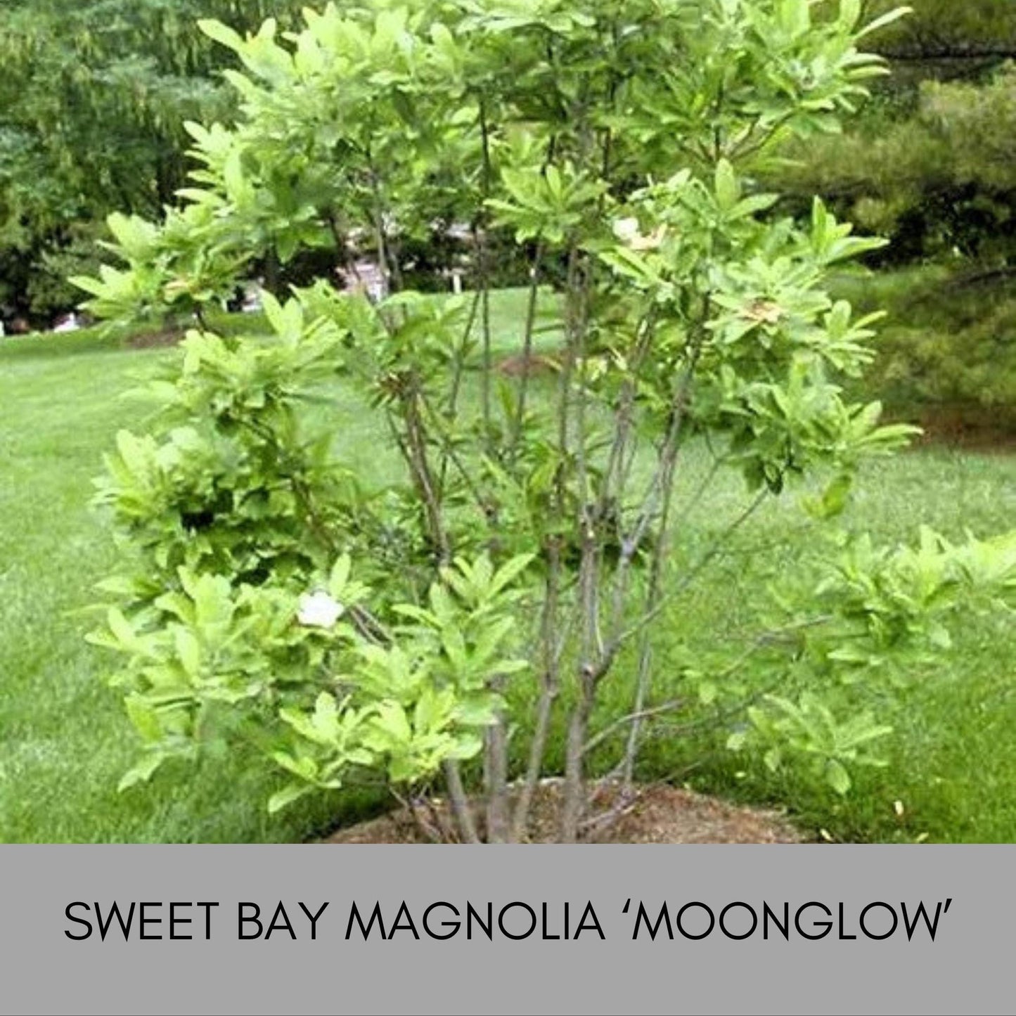 SWEET BAY MAGNOLIA, Native Tree, Cold Hardy Plant, Large White Flowers, 4 Feet Tall Tree, Low Maintenance Landscape Tree, Great Gift Tree