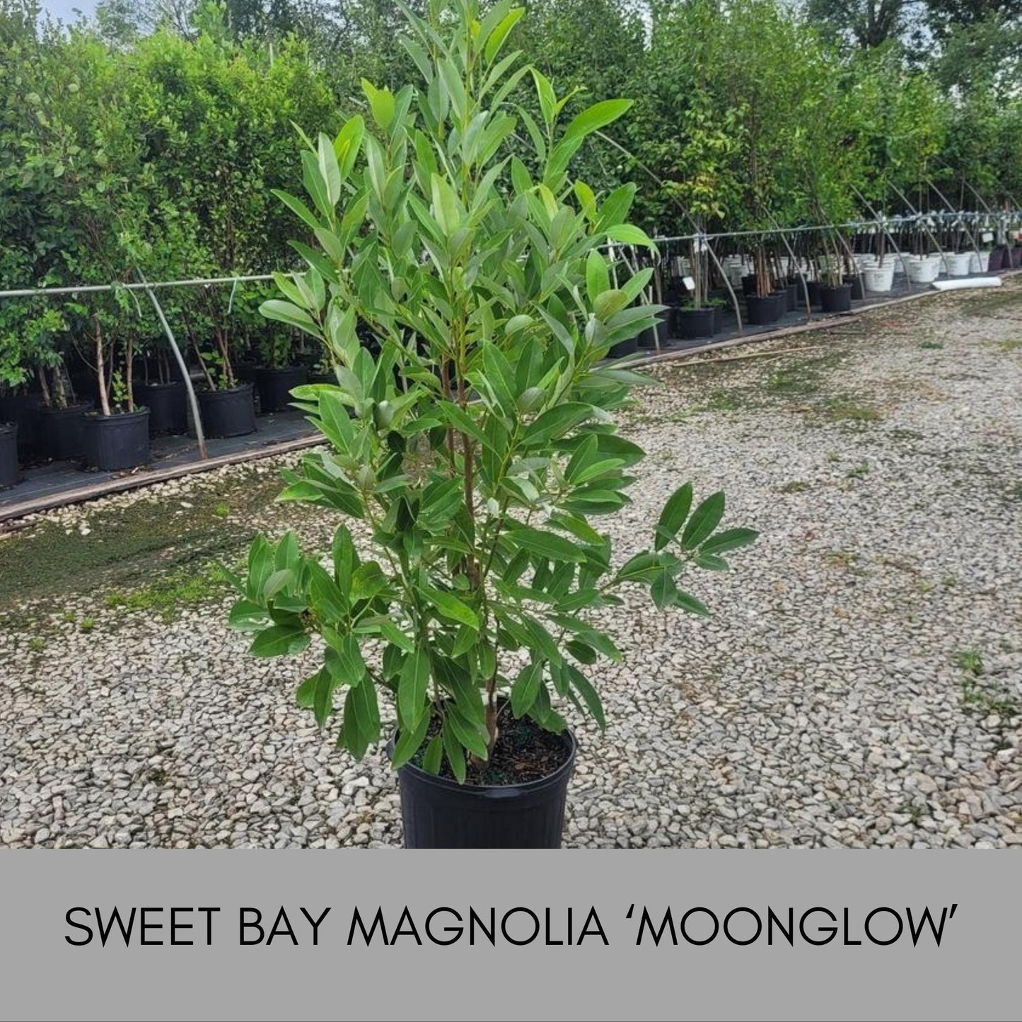 SWEET BAY MAGNOLIA, Native Tree, Cold Hardy Plant, Large White Flowers, 4 Feet Tall Tree, Low Maintenance Landscape Tree, Great Gift Tree