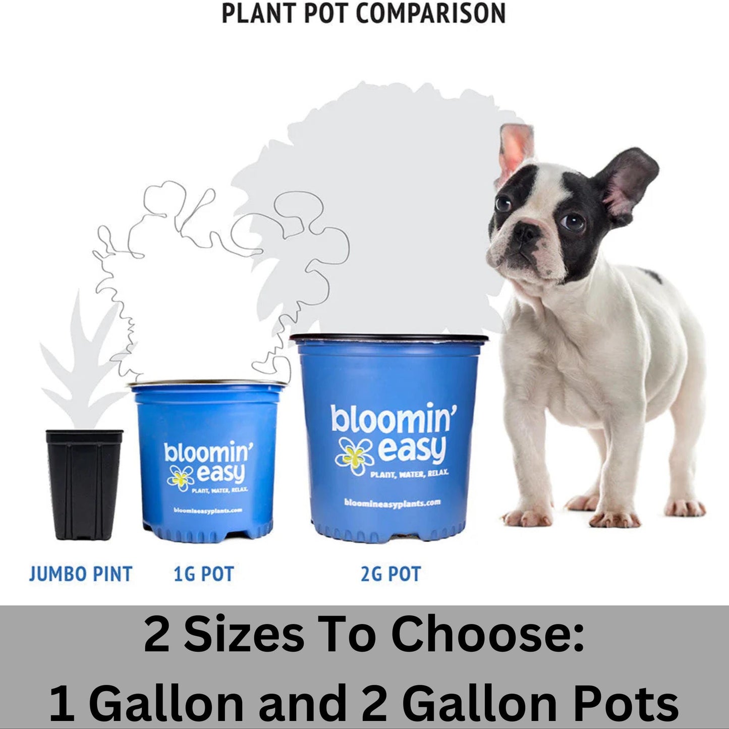 Daisy Duke™ Gardenia with abundant white blooms! Available in 2 sizes with FREE SHIPPING!