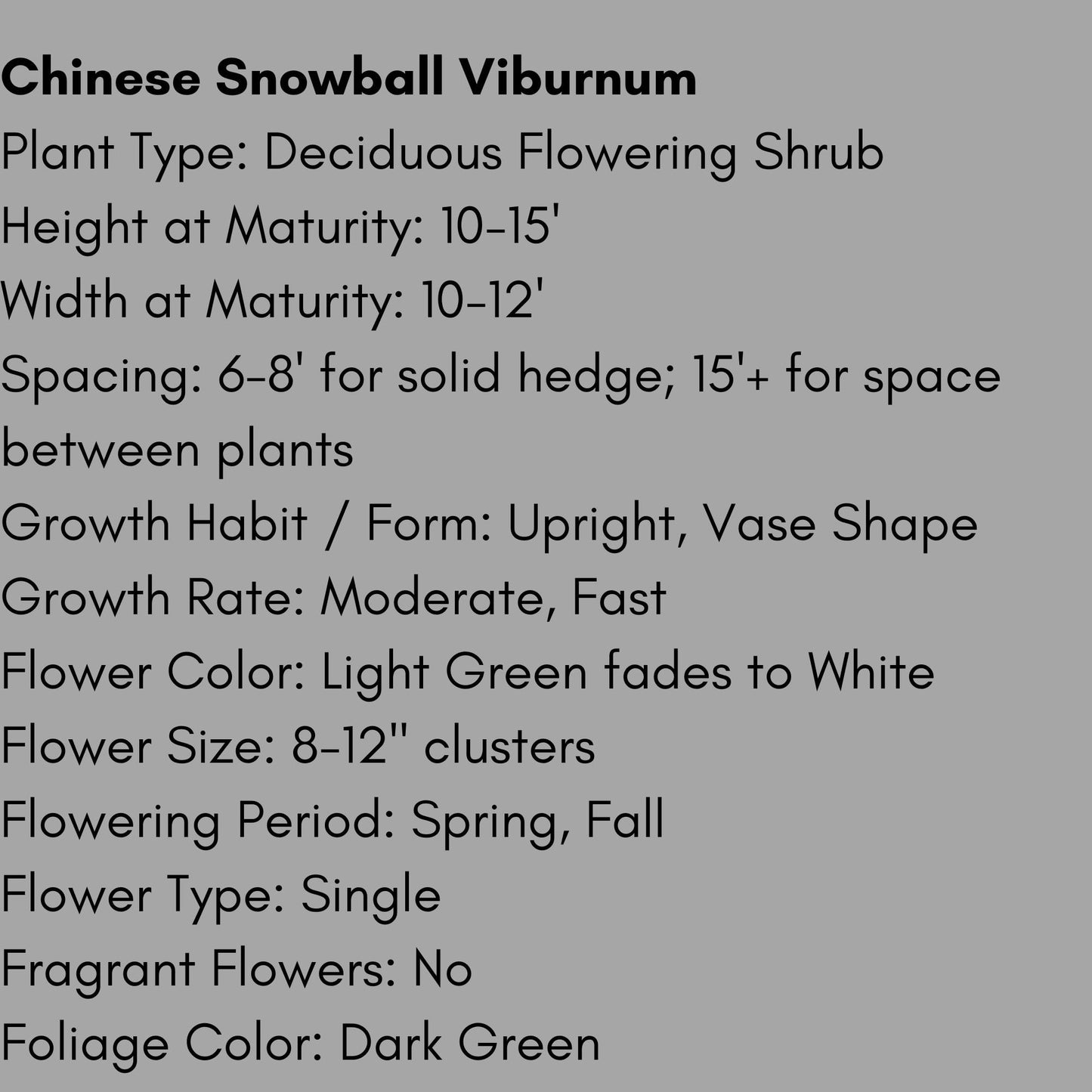 Chinese Snowball Viburnum, Large White Blooms, Fast Growing, brassica oleracea, Perfect for Gardens, 3 Gallon Size, easy to grow, Mom gifts