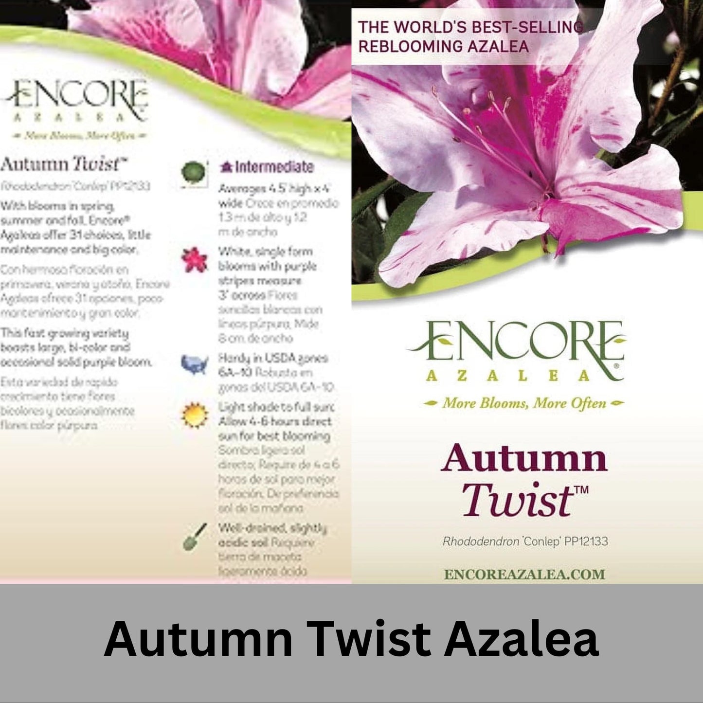 Autumn Twist Encore Azalea - Pink, Purple, and White Flowers - Large 3 Gallon Sizes - Free Shipping!