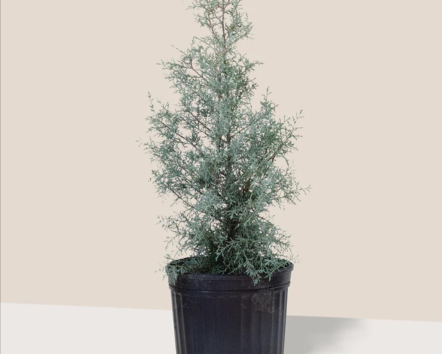 Carolina Saphire Cypress, Fast Growing Privacy Hedge, 3 Gallon Sizs Containers, easy to grow, pretty plant, house plants, colorful plants
