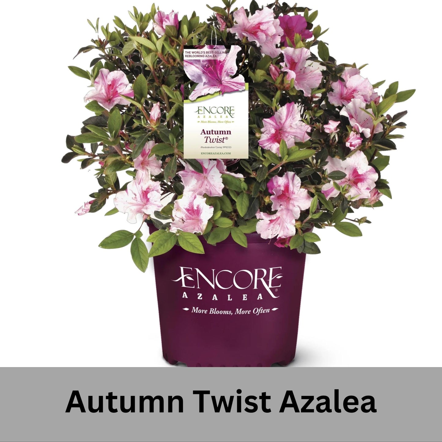 Autumn Twist Encore Azalea - Pink, Purple, and White Flowers - Large 3 Gallon Sizes - Free Shipping!