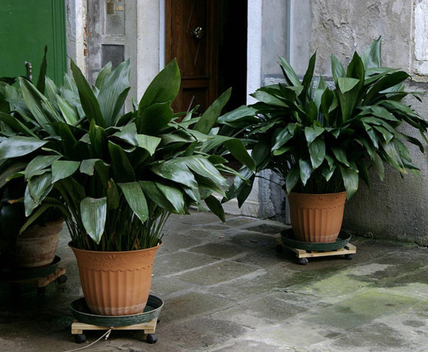 Cast Iron Plant, Aspidistra elatior, Unique Cast Iron Fish Plant, rare plant, easy to grow, plant lover Gift, house plants, pretty plant