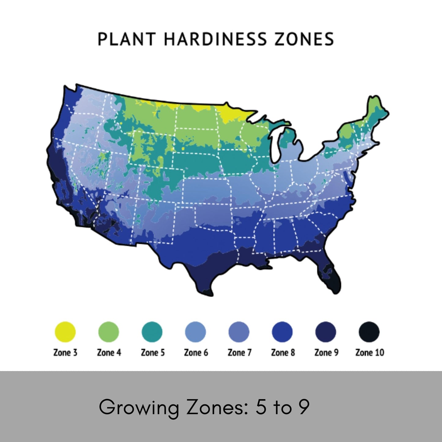 Tilt-A-Swirl® Hydrangea | Tons of Flowers | Easy and Fast Growing | Blooms all Summer | Cut and Dry Flower Arrangements | Sun or Shade Plant