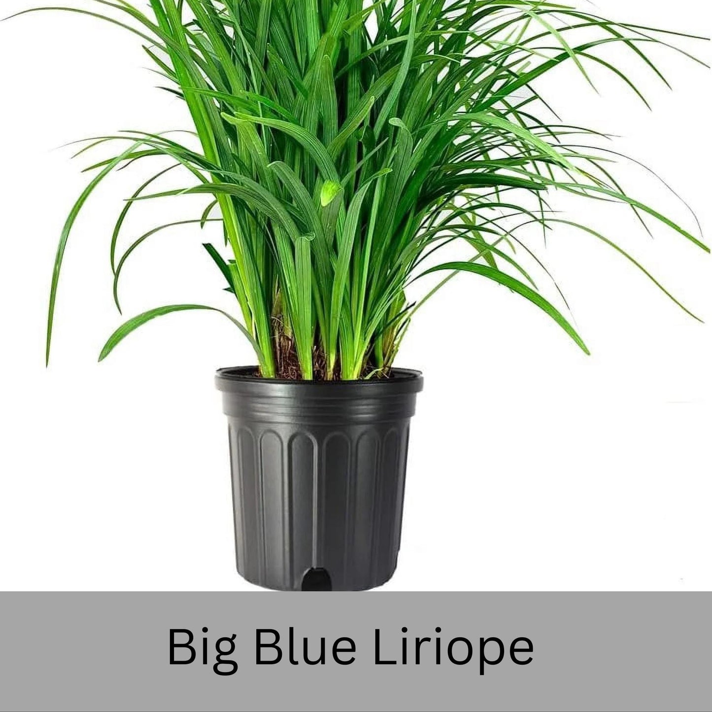Big Blue Liriope | Evergreen Groundcover | Free Shipping | Available In Quart Size Containers | Fast Growing | Durable Plant | Sun or Shade