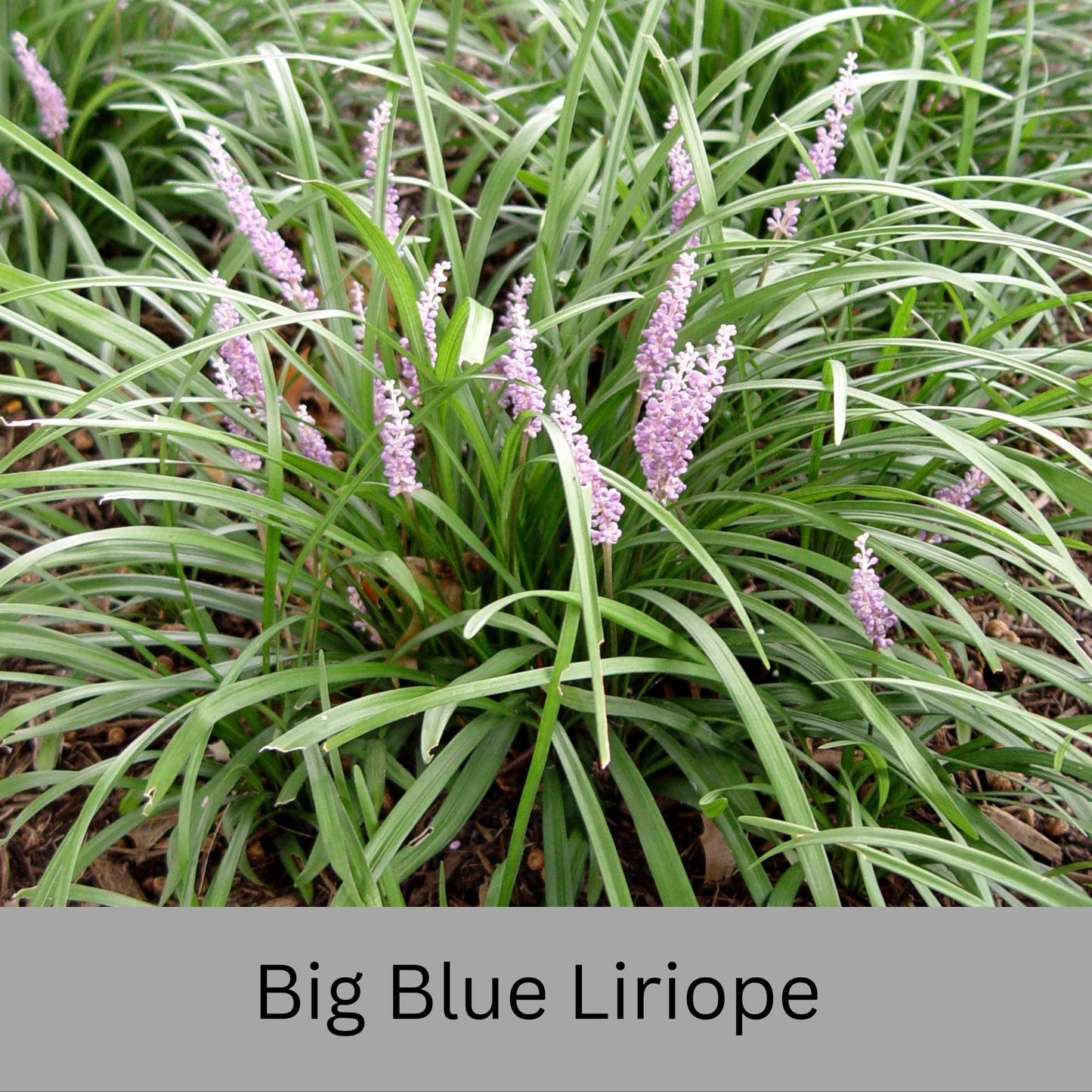 Big Blue Liriope | Evergreen Groundcover | Free Shipping | Available In Quart Size Containers | Fast Growing | Durable Plant | Sun or Shade