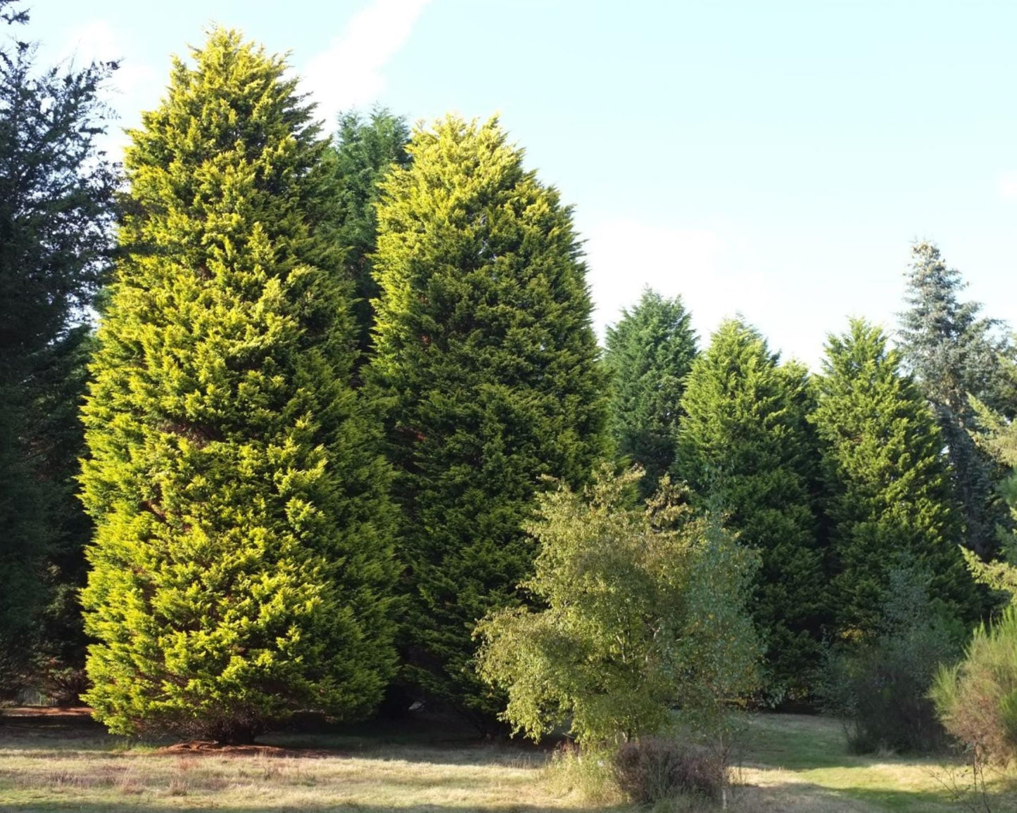 WEST WIND Leyland Cypress | Yellow Evergreen Hedge | 4 plants included with every order! | Fast Growing Trees