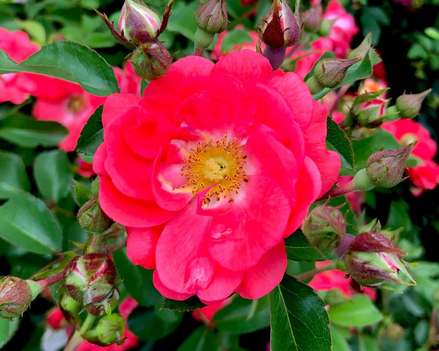Coral DRIFT® ROSES | Groundcover Creeping Roses | Quart Sizes | Sun Loving Fast Growing and Disease Resistant Roses
