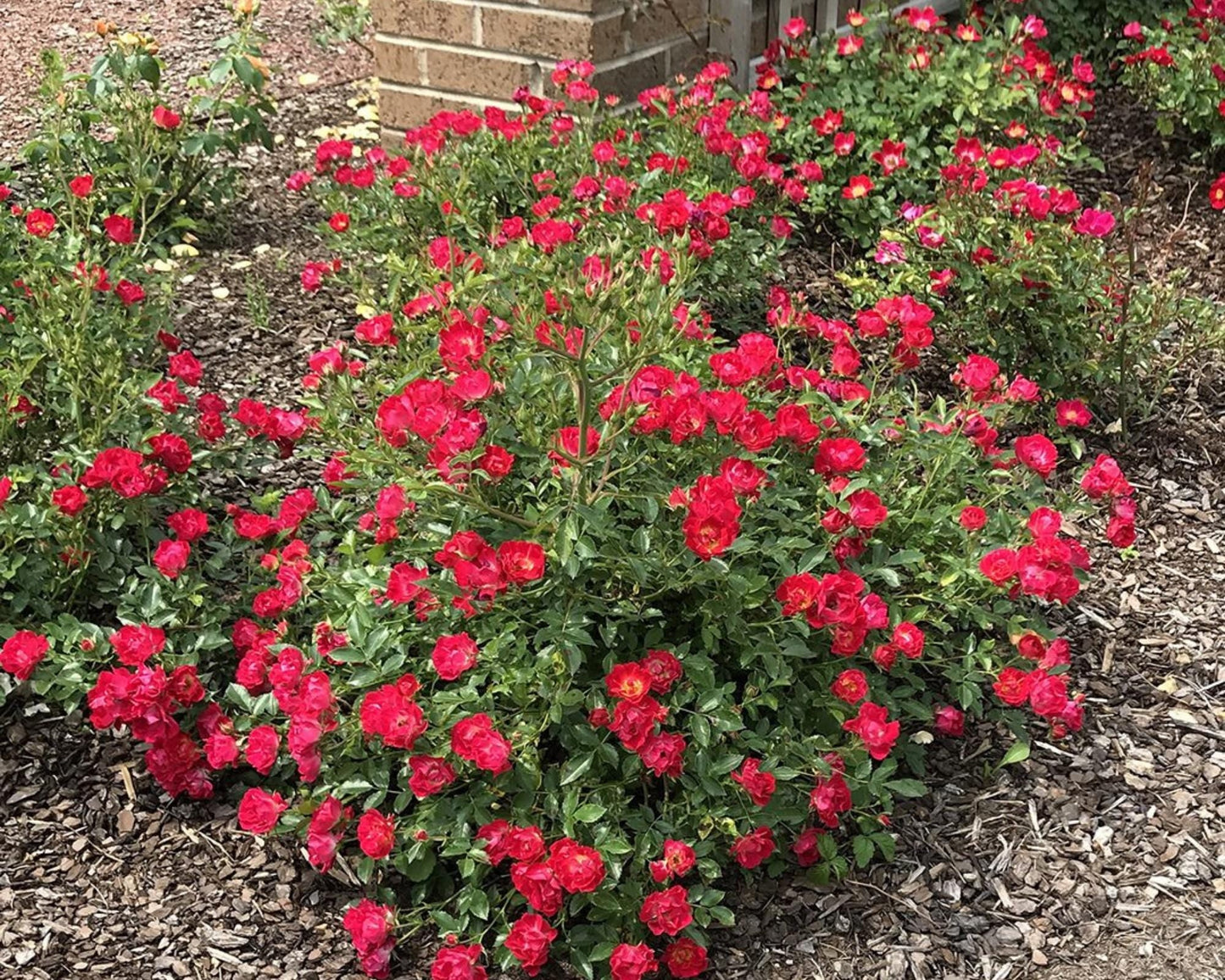 Red DRIFT® ROSES | Groundcover Creeping Roses | Quart Sizes | Sun Loving Fast Growing and Disease Resistant Roses