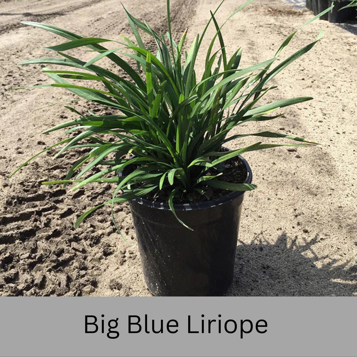 Big Blue Liriope | Evergreen Groundcover | Free Shipping | Available In Quart Size Containers | Fast Growing | Durable Plant | Sun or Shade