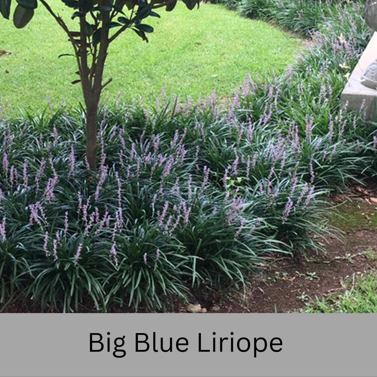 Big Blue Liriope | Evergreen Groundcover | Free Shipping | Available In Quart Size Containers | Fast Growing | Durable Plant | Sun or Shade