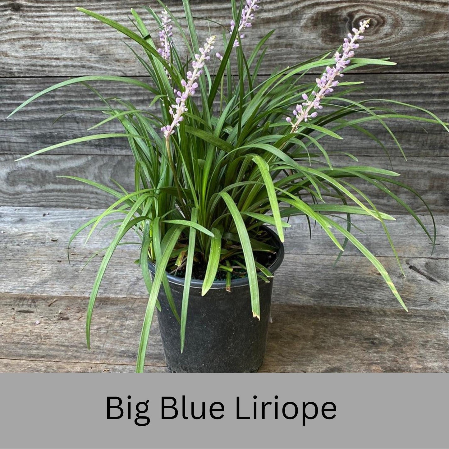 Big Blue Liriope | Evergreen Groundcover | Free Shipping | Available In Quart Size Containers | Fast Growing | Durable Plant | Sun or Shade