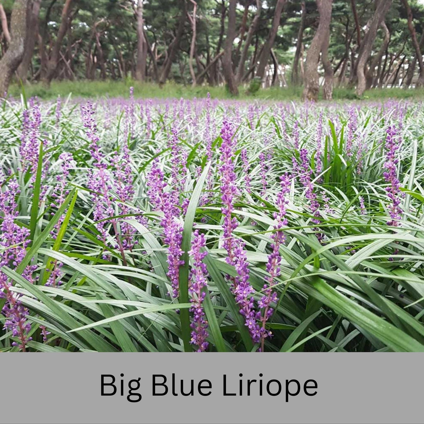 Big Blue Liriope | Evergreen Groundcover | Free Shipping | Available In Quart Size Containers | Fast Growing | Durable Plant | Sun or Shade