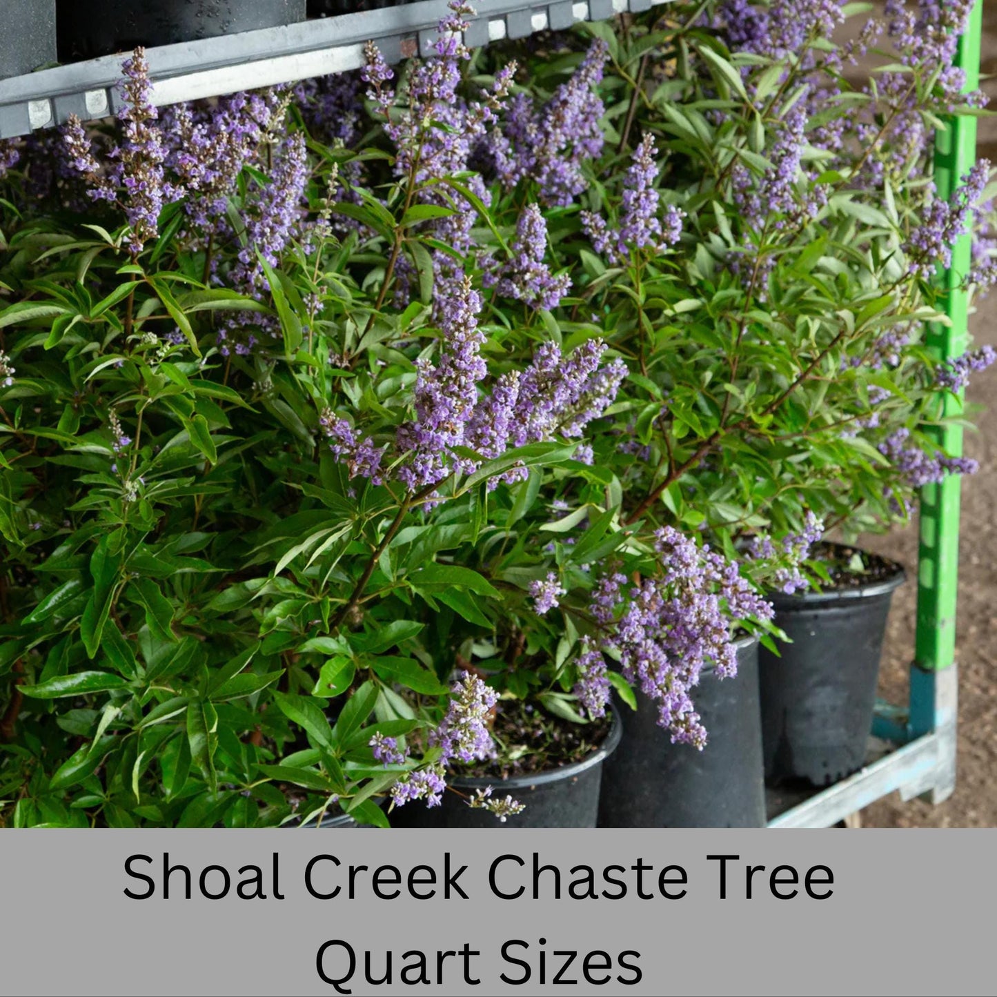 Shoal Creek Chaste Tree – Fast Growing, Pollinator Friendly Flowering Tree, Available in Quarts, 1 Gallon and 3 Gallon Containers | Fragrant