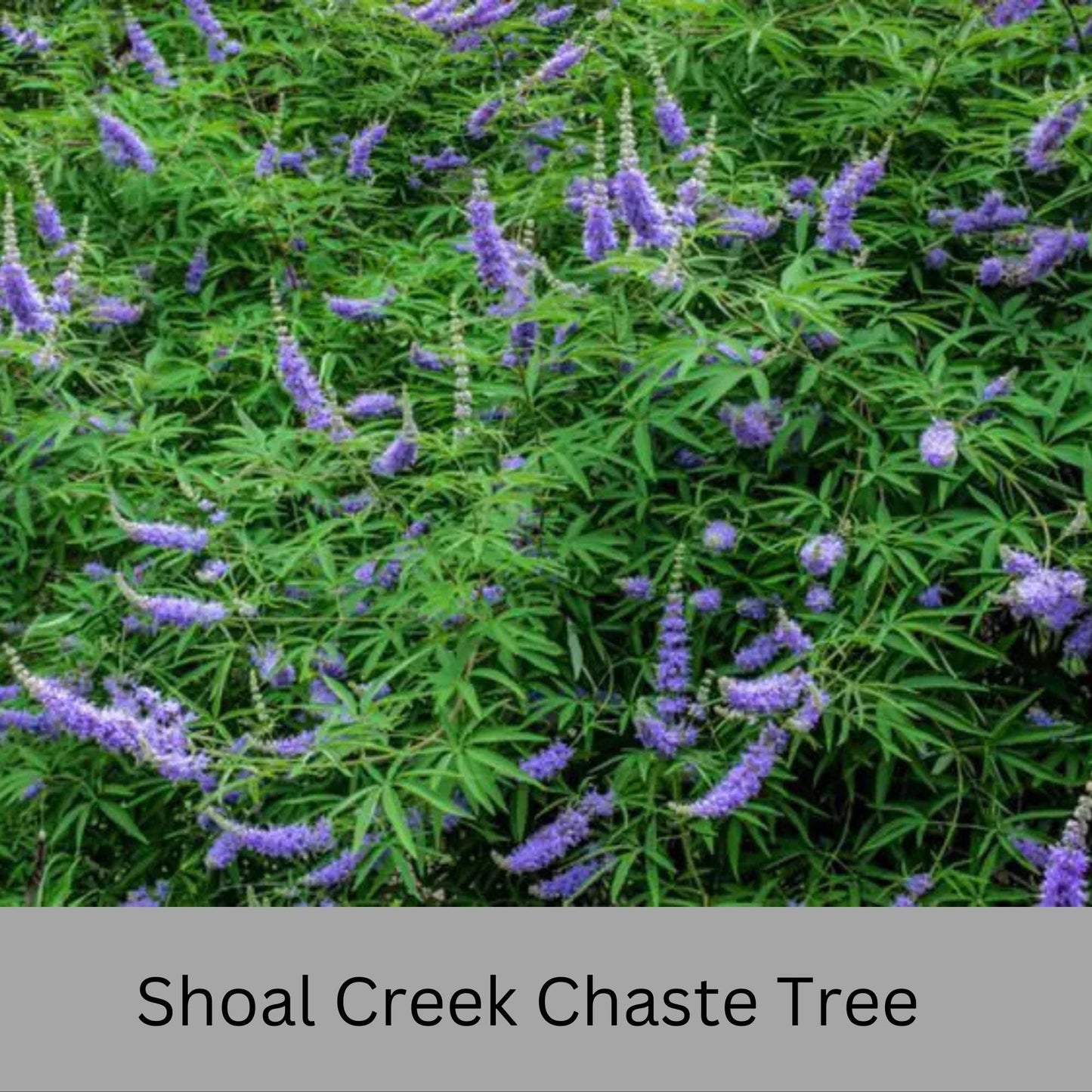 Shoal Creek Chaste Tree – Fast Growing, Pollinator Friendly Flowering Tree, Available in Quarts, 1 Gallon and 3 Gallon Containers | Fragrant