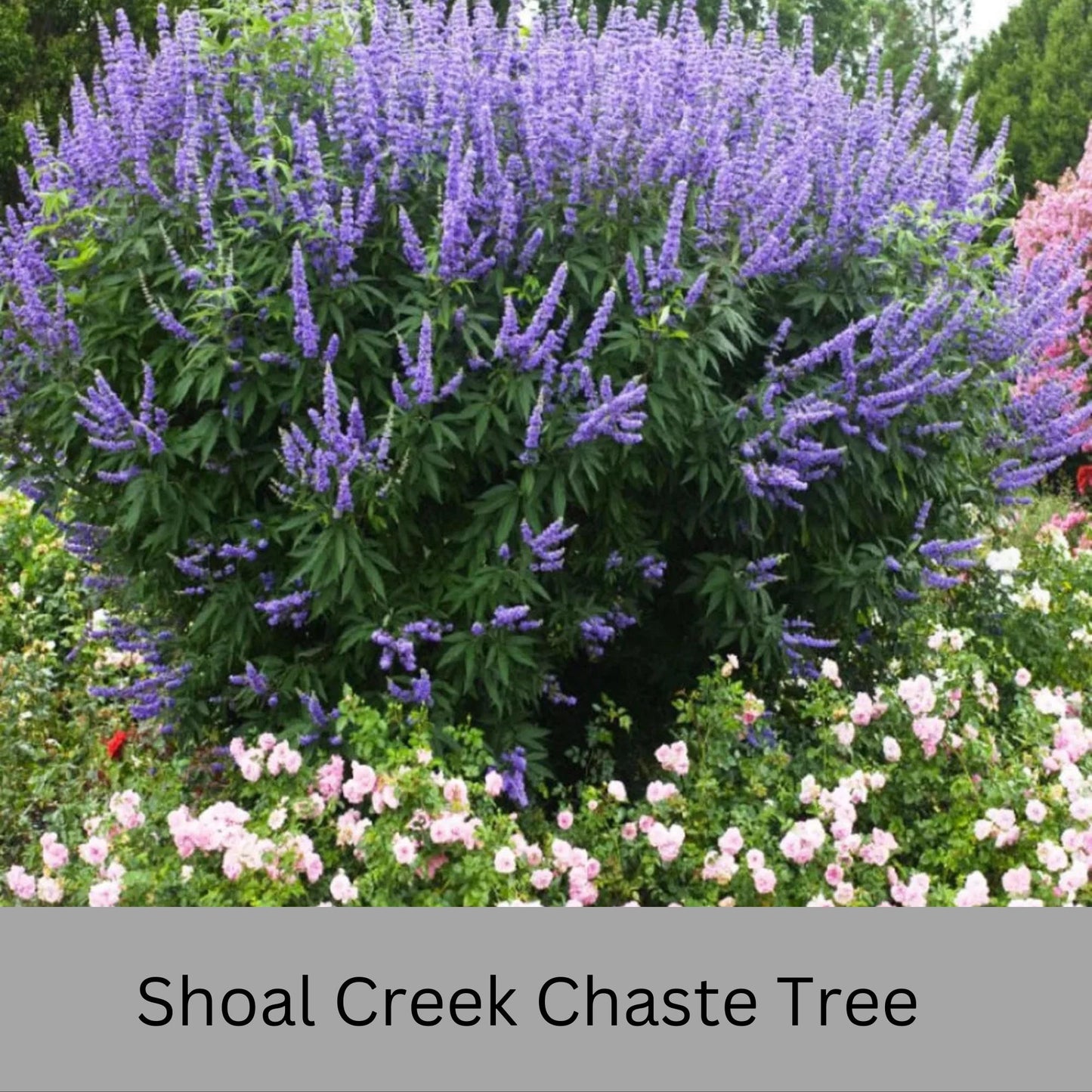 Shoal Creek Chaste Tree – Fast Growing, Pollinator Friendly Flowering Tree, Available in Quarts, 1 Gallon and 3 Gallon Containers | Fragrant