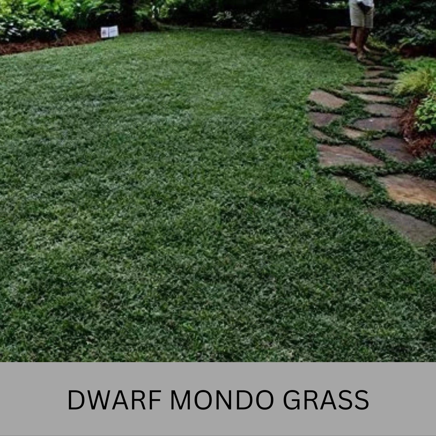 Dwarf Mondo Grass – Low Maintenance Ground Cover | Shade-Tolerant & Drought-Resistant Plants