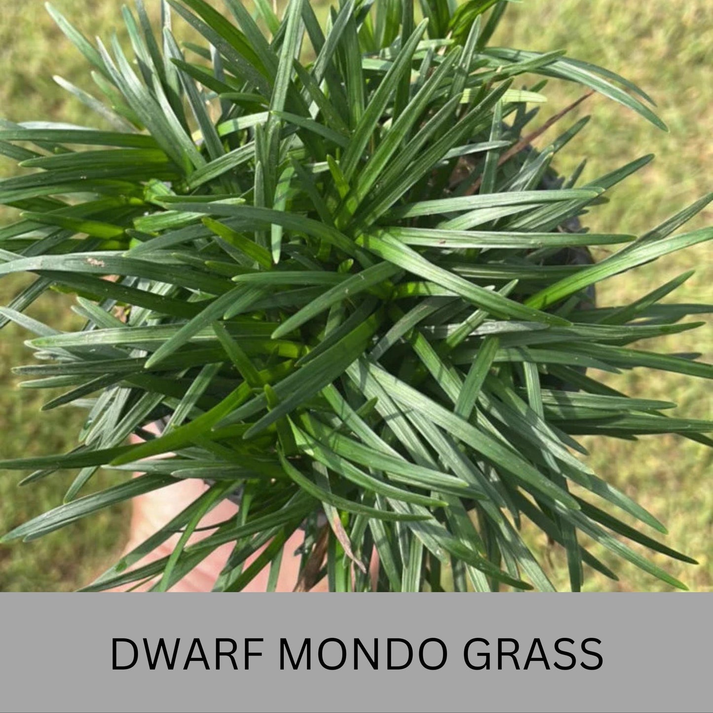 Dwarf Mondo Grass – Low Maintenance Ground Cover | Shade-Tolerant & Drought-Resistant Plants