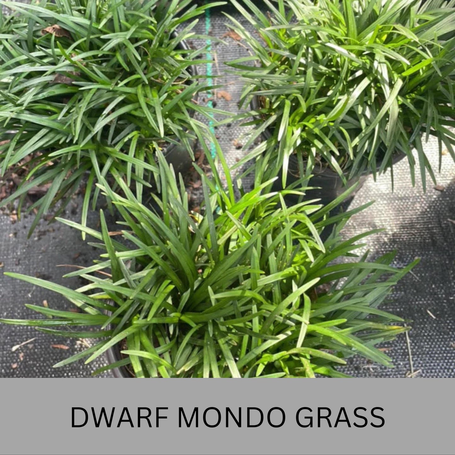Dwarf Mondo Grass – Low Maintenance Ground Cover | Shade-Tolerant & Drought-Resistant Plants