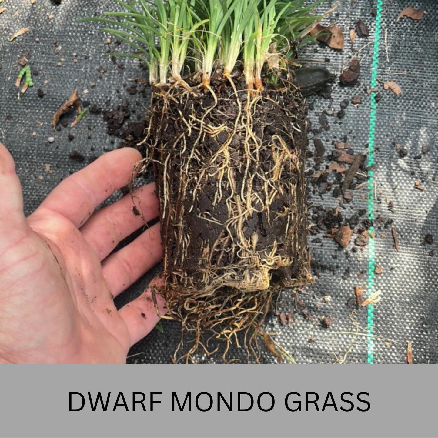 Dwarf Mondo Grass – Low Maintenance Ground Cover | Shade-Tolerant & Drought-Resistant Plants