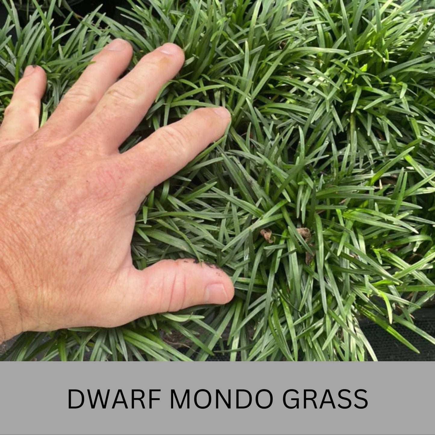 Dwarf Mondo Grass – Low Maintenance Ground Cover | Shade-Tolerant & Drought-Resistant Plants