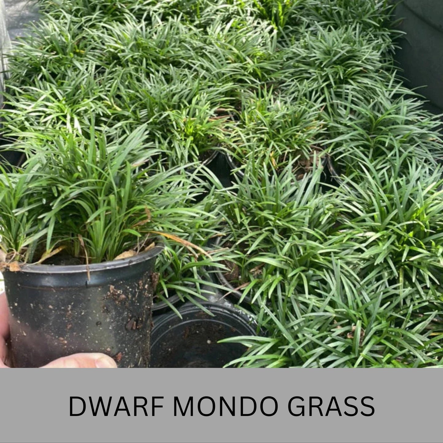 Dwarf Mondo Grass – Low Maintenance Ground Cover | Shade-Tolerant & Drought-Resistant Plants
