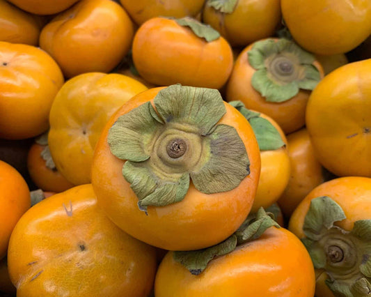 FUYU PERSIMMON | Free Shipping on all Grafted persimmon | Asian Fruit tree that is self pollinating, dried fruits, Buy 4 to a box and SAVE!!