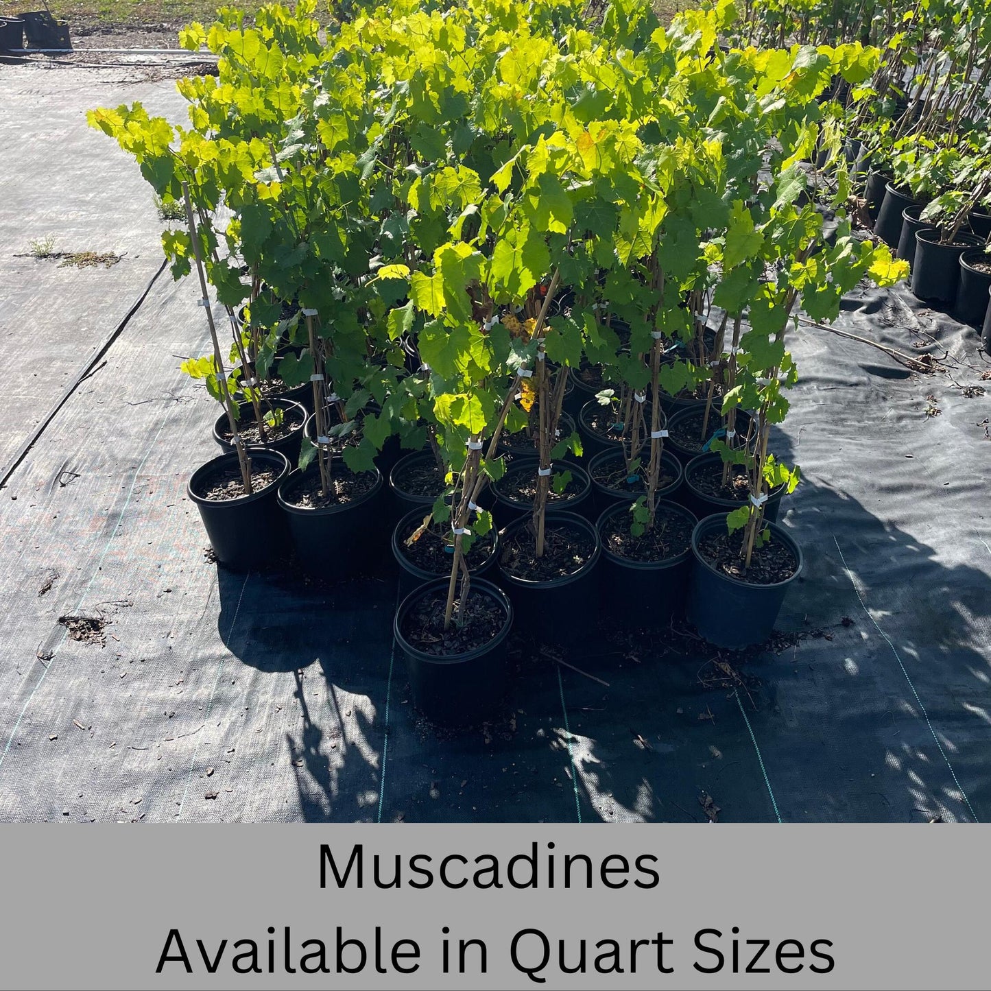 Muscadine Grapes - Available in 5 Varieties! | Quart Size Containers | Edible Fruit | Volume Discounts to "Fill the Box" and SAVE!