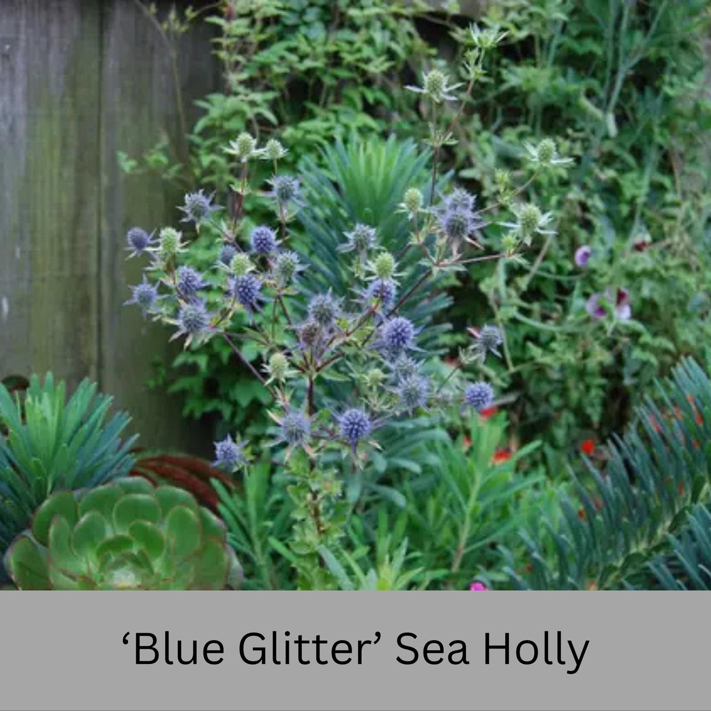 Blue Glitter Sea Holly (Eryngium) – 1 Quart Container – Drought-Tolerant, Pollinator-Friendly Perennial