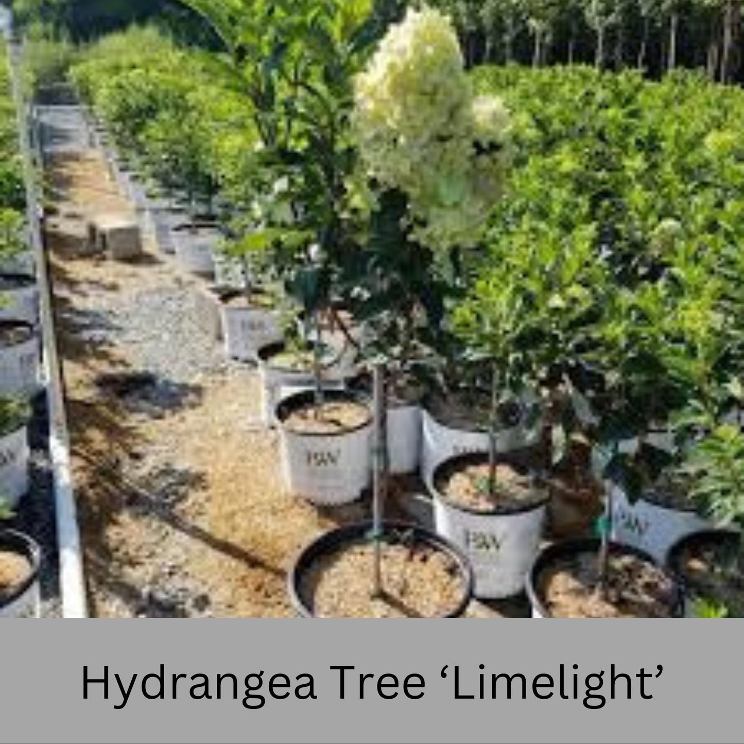 Limelight Hydrangea Tree | Stunning Hardy Flowering Shrub, Large White Blooms, Live Plant for Garden and Landscape | 3 to 4 Feet Tall