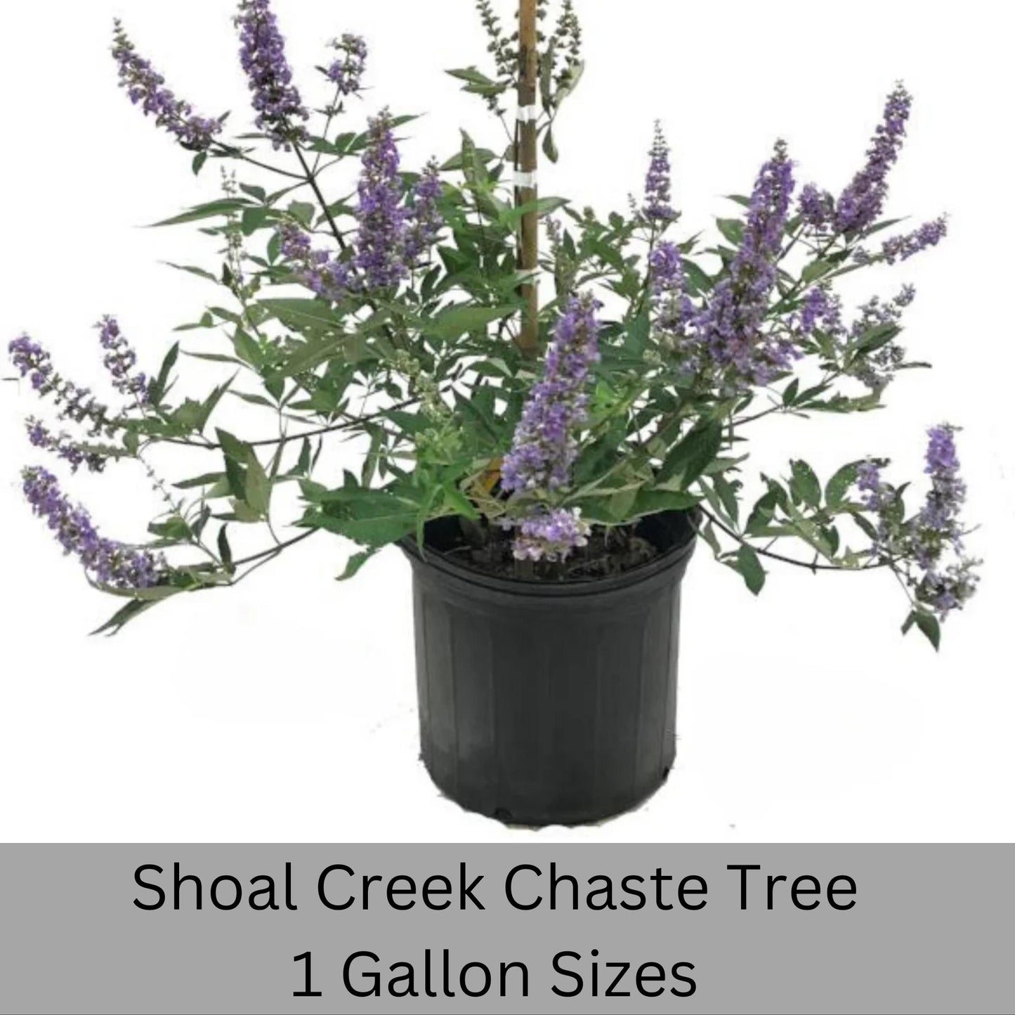 Shoal Creek Chaste Tree – Fast Growing, Pollinator Friendly Flowering Tree, Available in Quarts, 1 Gallon and 3 Gallon Containers | Fragrant