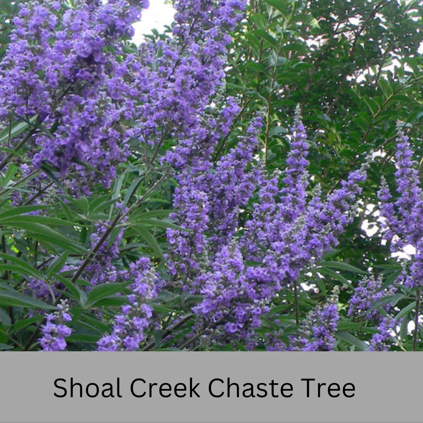Shoal Creek Chaste Tree – Fast Growing, Pollinator Friendly Flowering Tree, Available in Quarts, 1 Gallon and 3 Gallon Containers | Fragrant
