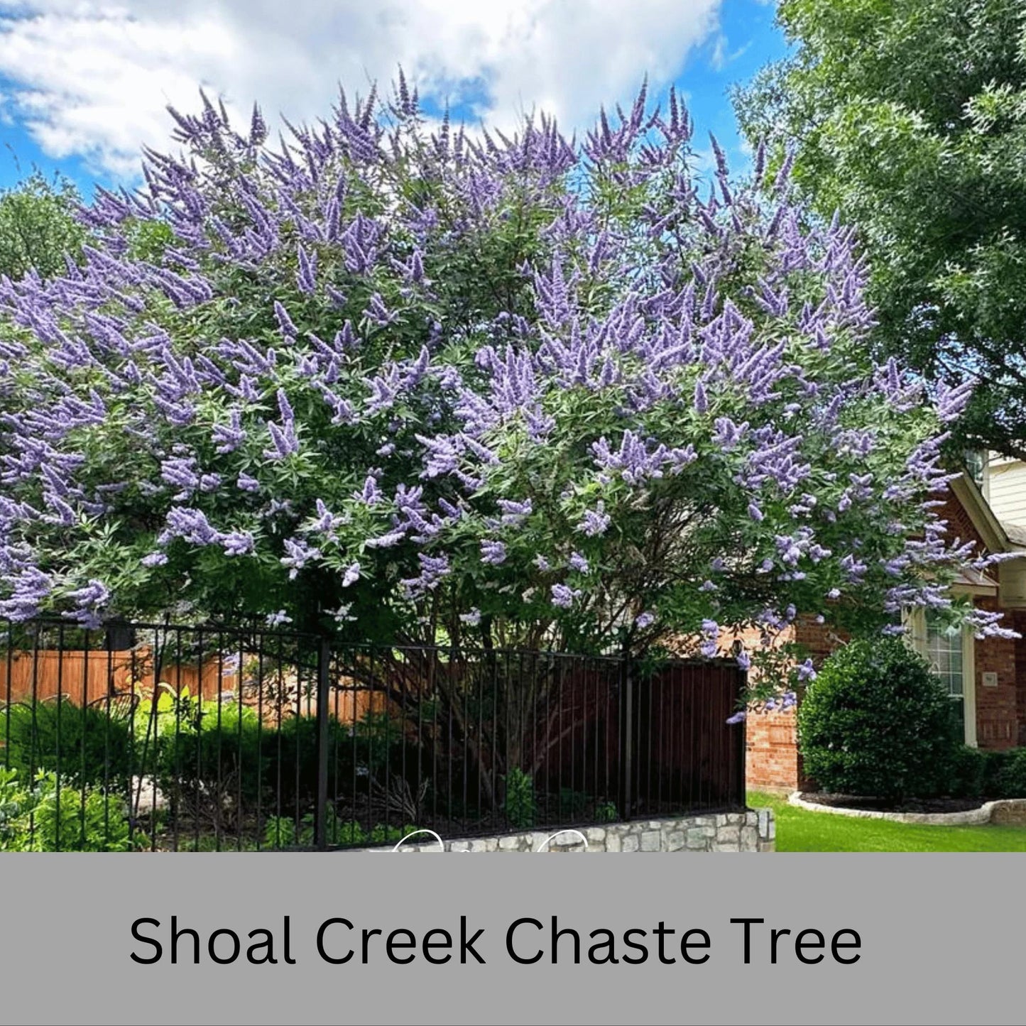 Shoal Creek Chaste Tree – Fast Growing, Pollinator Friendly Flowering Tree, Available in Quarts, 1 Gallon and 3 Gallon Containers | Fragrant